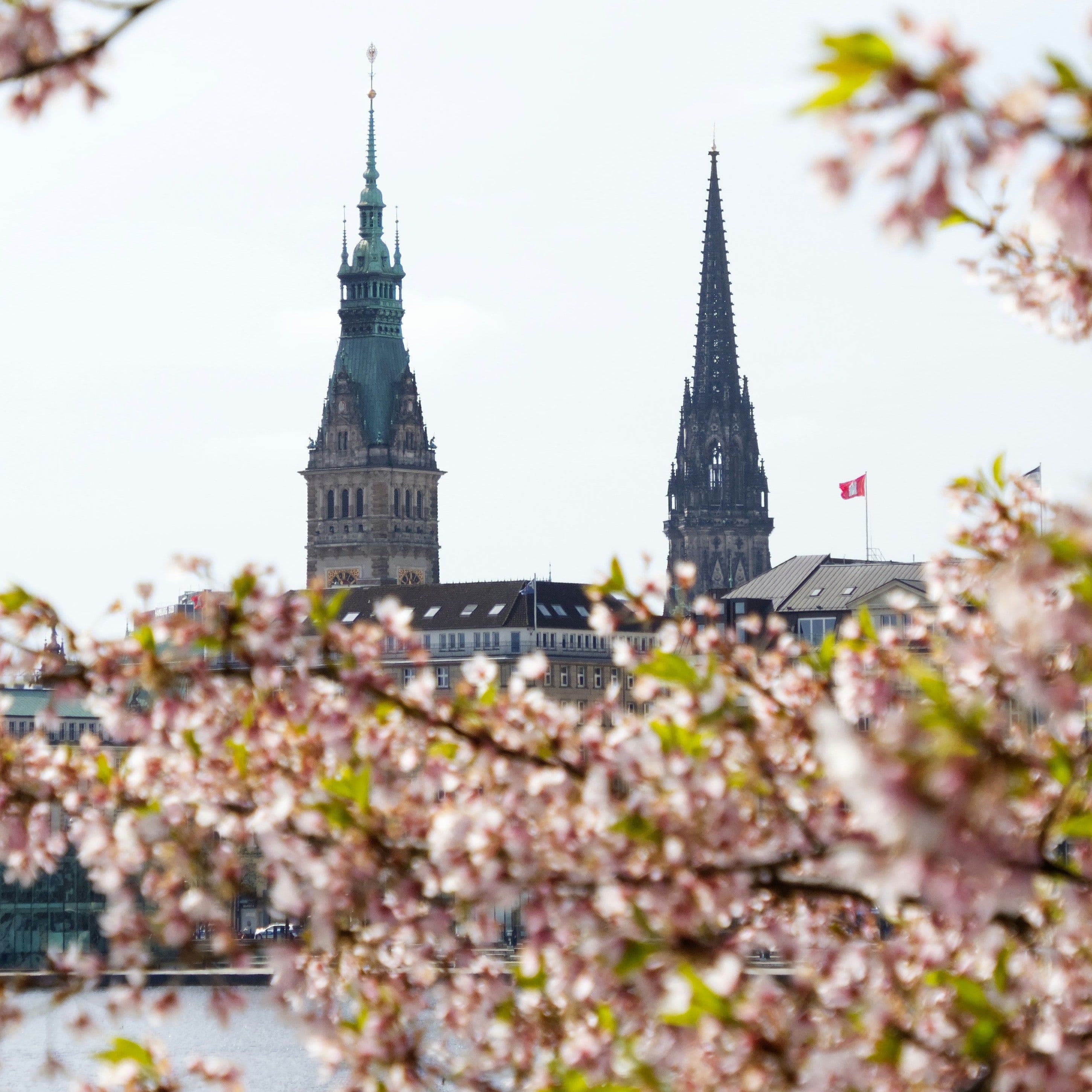 Blick über die Binnenalster durch Kirschblütenzweige aufs Hamburger Rathaus und die Nikolaikirche