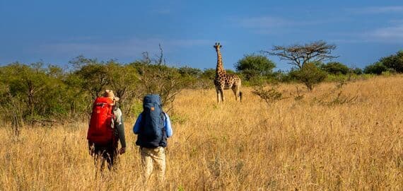 Safari