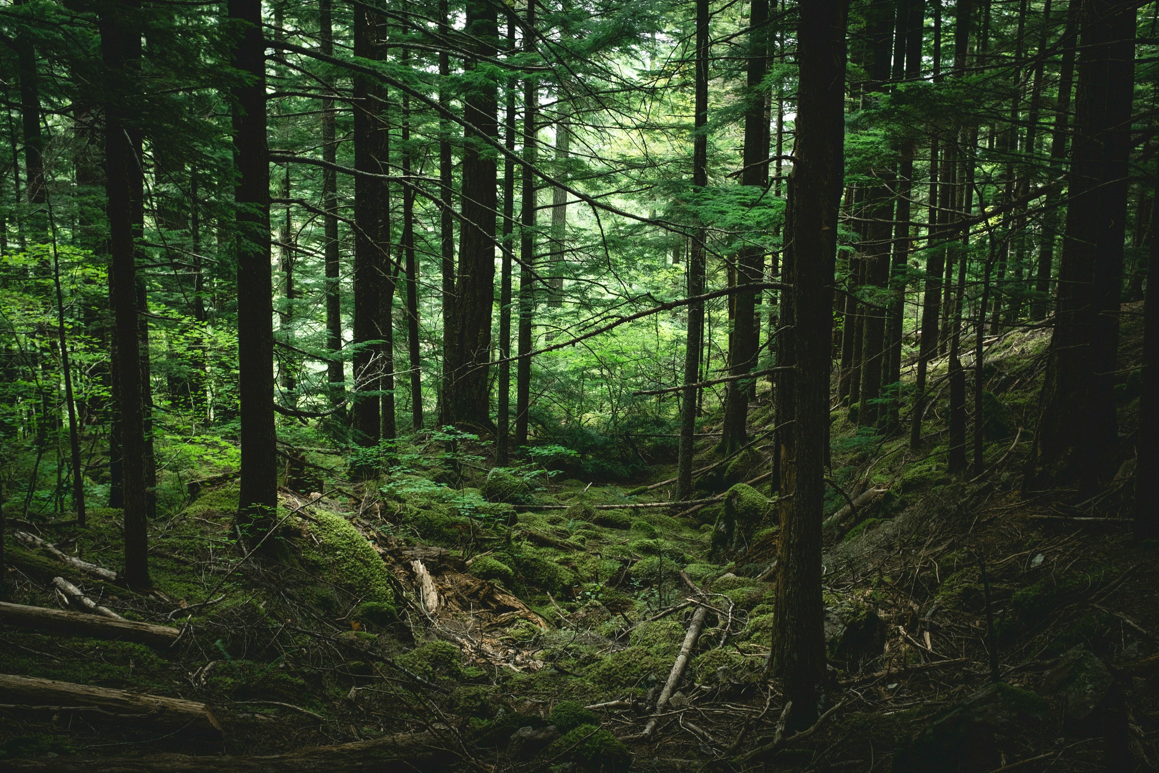 Ein Wald