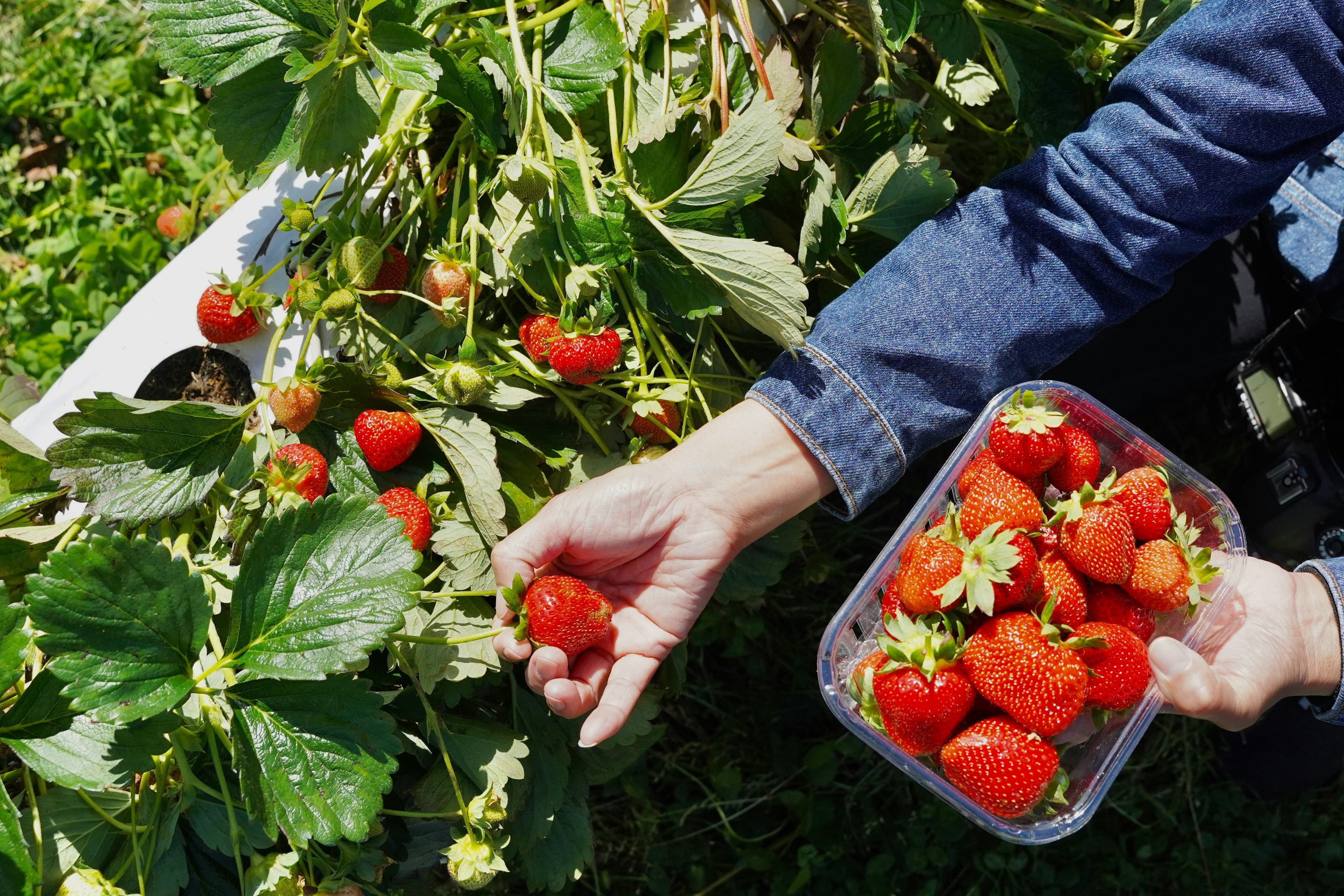 Eine Person pflückt Erdbeeren
