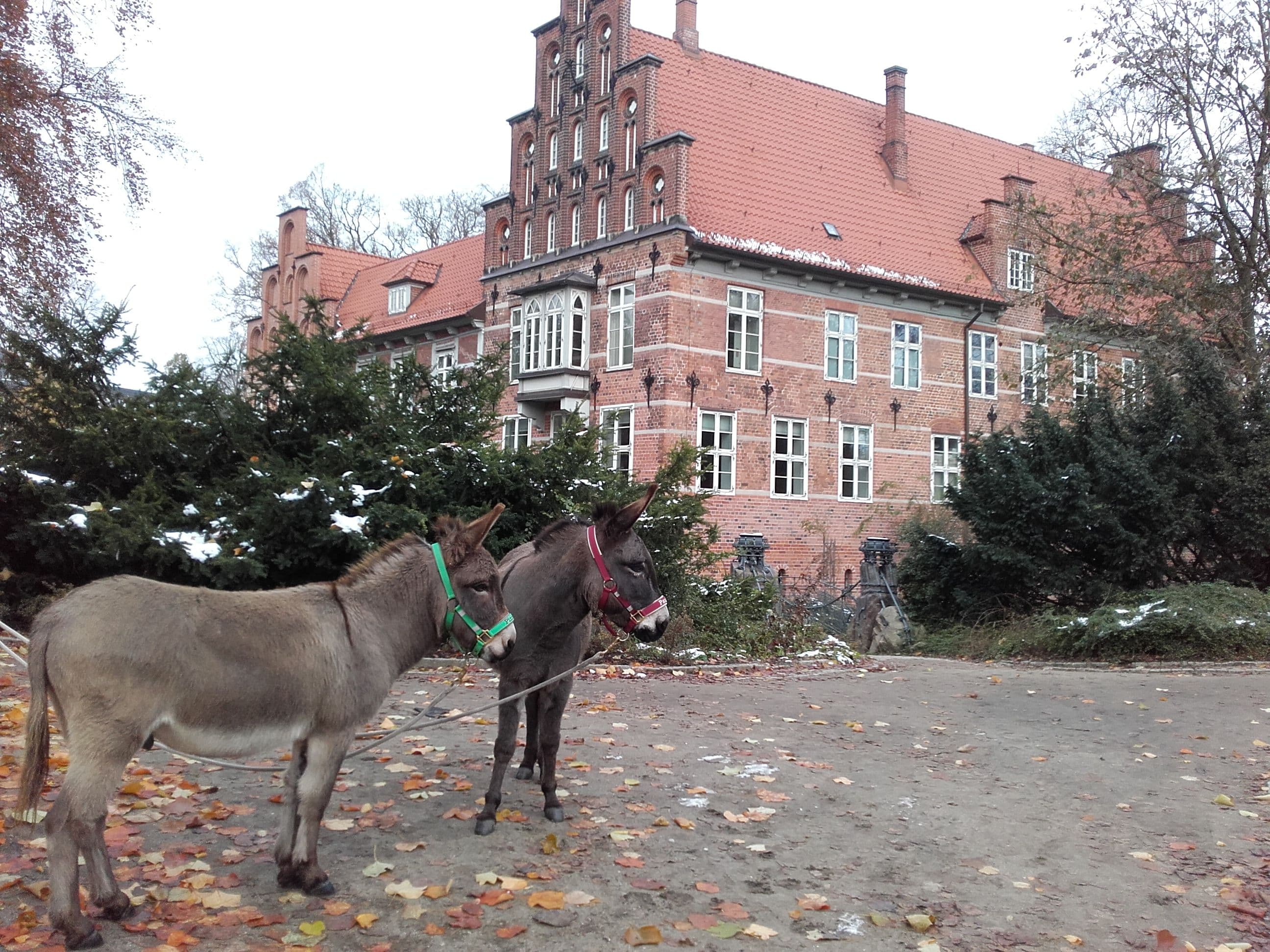 Zwei Esel stehen vor dem Bergedorfer Schloss