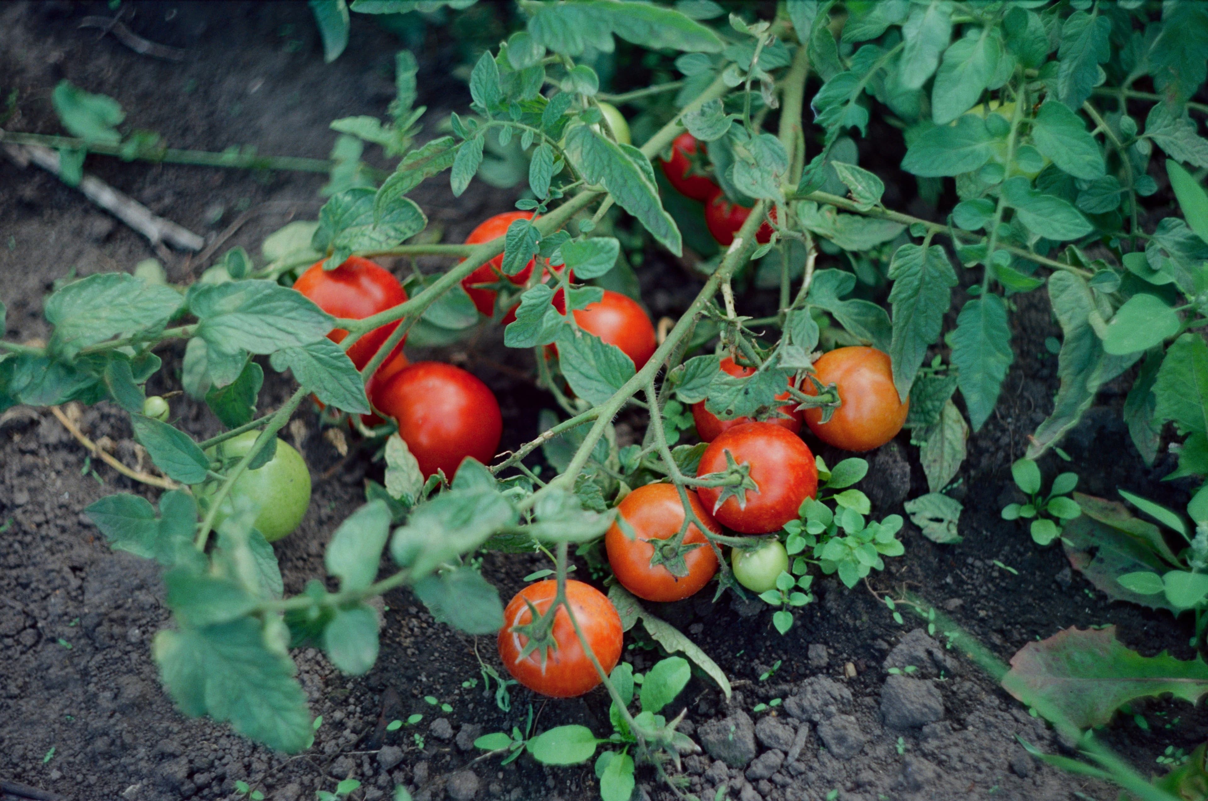 Reife Tomaten an einer Rebe